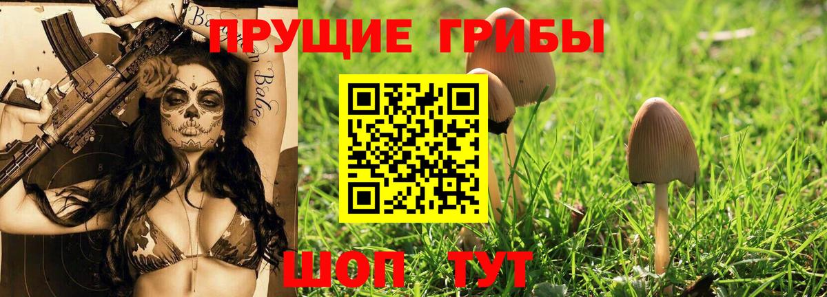 Псилоцибиновые грибы Psilocybine cubensis Осинники